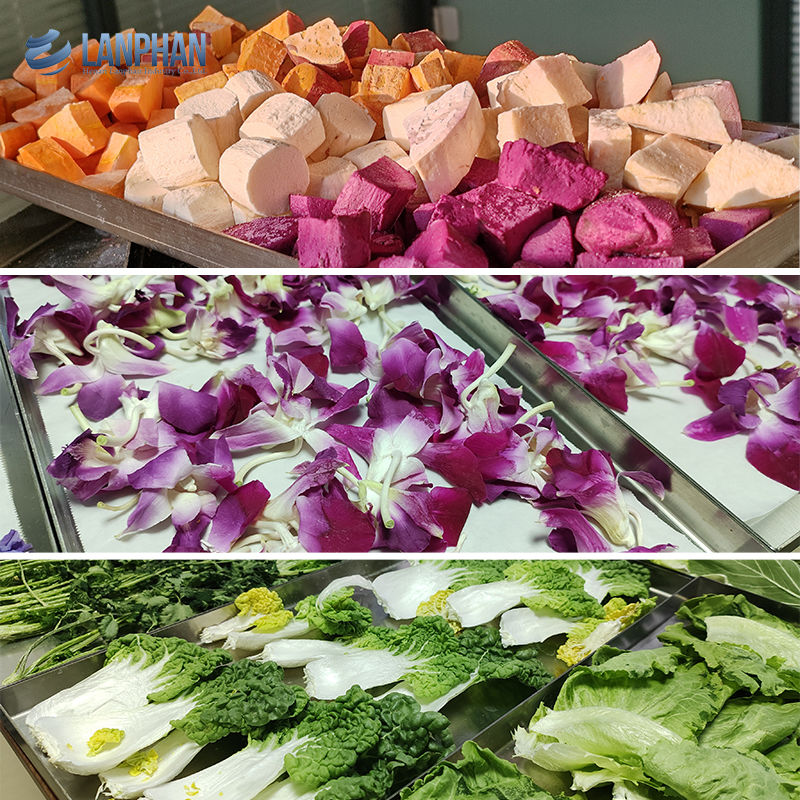 Máquina de secado por congelación con vacío Máquina de secado por congelación para carne Alimentos para mascotas Máquina de secado por congelación de frutas